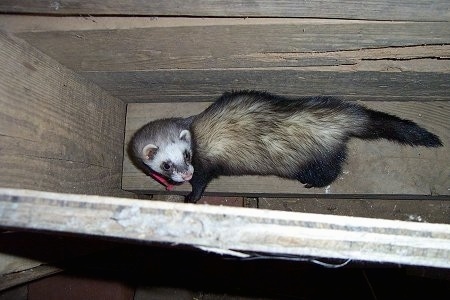 A tan, white and black ferret is standing on a wooden hay holder box inside of a barn looking up and to the right.