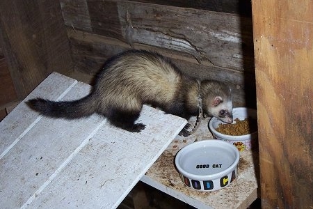 A ferret is standing on a wooden plank and it is eating cat food out of a ceramic bowl. There is a water bowl next to it.