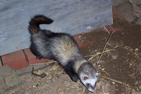 A Ferret is walking down a dirt surface with its back legs on bricks. There is a wooden board behind it.