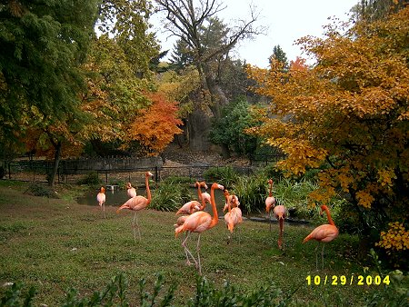 A flock of flamingos standing on grass