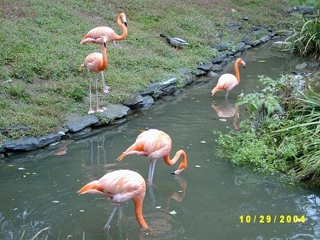 Three Flamingos standing in water with two flamingos standing water side