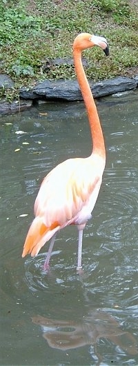 Flamingo standing in water