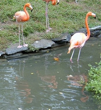 Flamingo standing in water with two flamingos standing water side