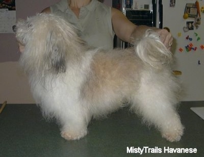 A white and tan with grey Havanese is being posed in a stack by a person behind him in a kitchen.