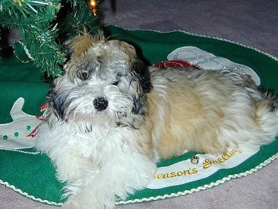 A white with tan Havanese puppy is laying on a tree mat under a Christmas tree