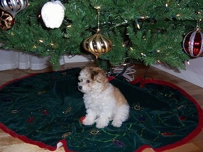 A little white with tan wavy-coated  Havanese puppy is sitting under a Christmas tree