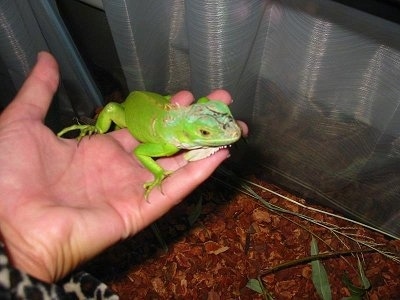A bright green Iguana is laying across the hand of a person overtop of the Iguanas enclosure.