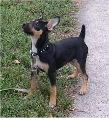 A black and tan with white Kemmer Feist is standing in grass and looking up and to the left