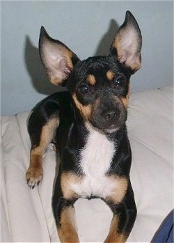 A black and tan with white Kemmer Feist is laying on a carpet looking up with its head slightly tilted to the left.