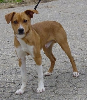 A tan with white Keemer Feist dog is standing in a street.