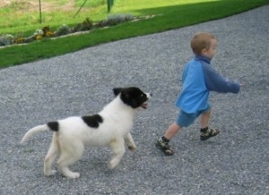 A black with white Landseer puppy is running after a toddler aged boy wearing blue outside on a black top.