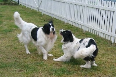 Two black with white Landseers are playing in grass with a wooden white picket fence behind them. One dog is play bowing to the other dog who is trotting over to it.