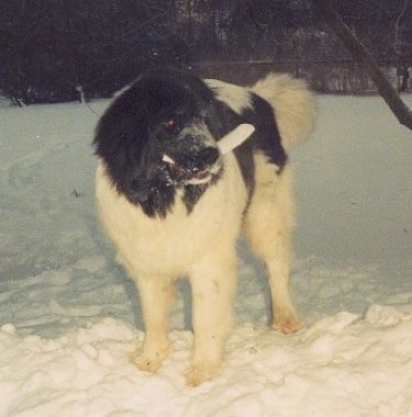 A black with white Landseer is standing outside at night in snow with a toy in its mouth and snow all over its snout.