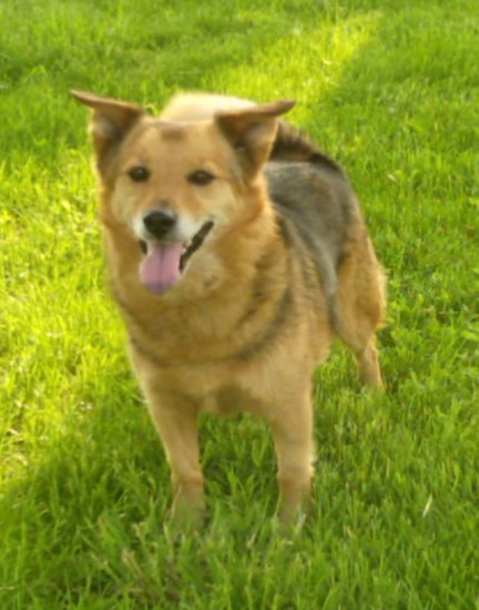 Front side view - A large breed, brown with black German Shepherd/American Eskimo is standing in dirt. Its mouth is open and its tongue is out and its ears are out to the sides