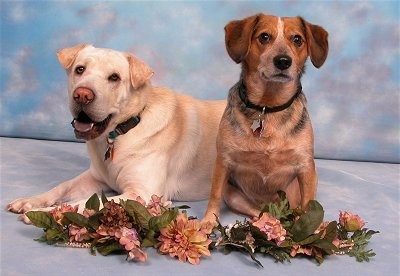 A tan Labrador/Shar-Pei mix is laying next to a sitting black with brown Beagle/Blue Heeler mix. They have a line of flowers in front of them and are in front of a sky background.