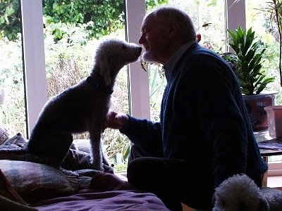 The right side of a dog that is sitting on a bed and it is getting close to the mouth of a man sitting in front of it.