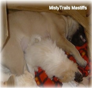 Mastiff Puppy Dogs