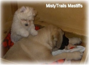 Mastiff Puppy Dogs