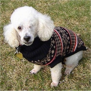 A one eyed white Miniature Poodle dog is sitting in grass and looking up. It is wearing a black, red and white sweater.