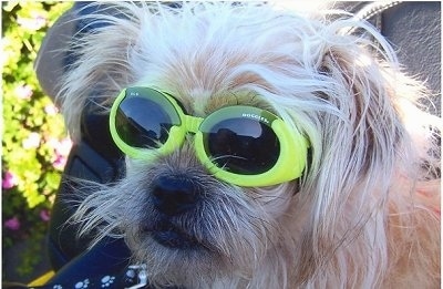 Close up head shot - A longhaired, scruffy looking, tan with white Terrier mix is sitting in the back of a motorcycle and it is looking to the left. It is wearing bright yellow sunglasses.