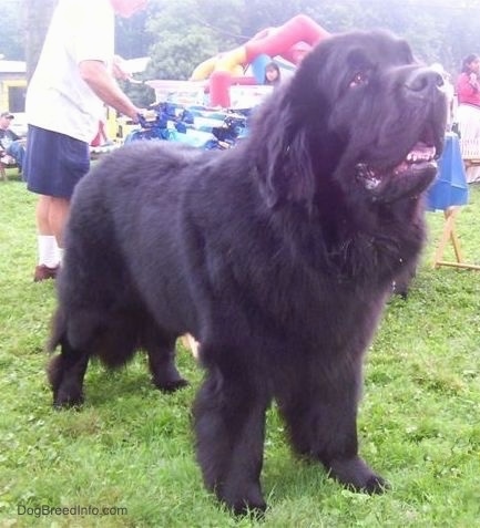Front side view - A giant, black Newfoundland is standing in grass and looking up and to the right. Its mouth is open, and there is a party going on behind it.