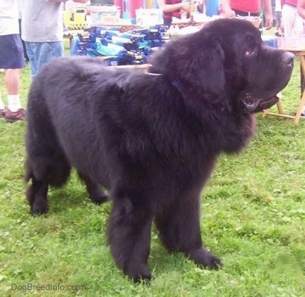 Front side view - A giant, black Newfoundland is standing in grass and looking to the right. Its mouth is open and tongue is slightly out. The dog has huge hanging lips.