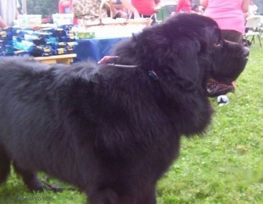 Right Profile - A black Newfoundland is standing in grass and behind it is another dog. Both of there mouths are open. The dog is outside at a party.