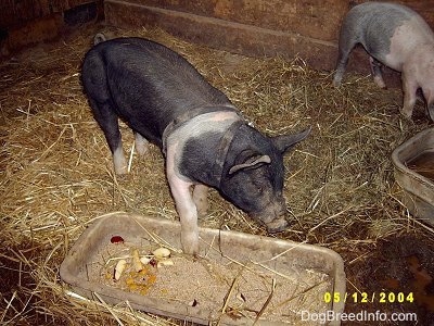 A black with pink Piglet is standing in hay and its front left leg is in the pan it was eating food out of. There is a pink and black Piglet eating in the background.