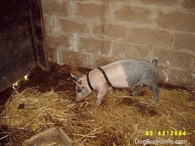 A pink and black Piglet is sniffing the dirt that is exposed next to hay inside of an old barn.