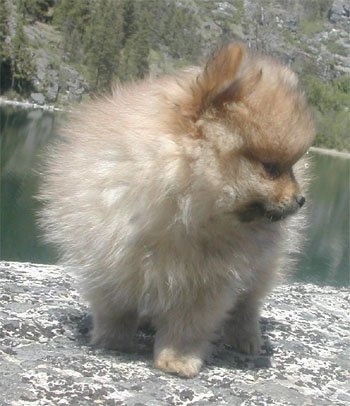 Front view of an orange sable Pomeranian puppy standing on a rock and behind it is a body of water. It is looking to the right. It has a fluffy coat.