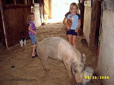 A blonde-haired girl in a blue shirt and a blonde-haired girl in a purple shirt are watching a gray and pink pig eat from a cat food dispenser