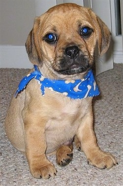 Front view - A tan with white Puggle puppy is sitting on a tan carpet wearing a blue bandana that has tan bones on it.