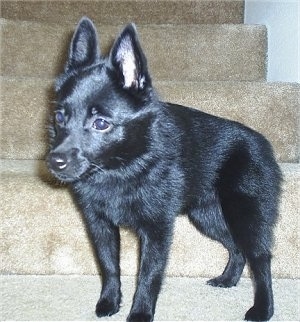 A black Schipperke dog is standing on a carpeted step looking to the left. It has large pointy ears.