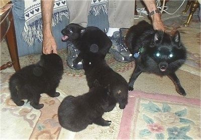 A play-bowing black Schipperke dog is laying across from a litter of black Schipperke puppies that are playing in a living room.