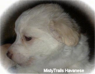Close Up side view - The face of a short-haired white with tan Havanese puppy