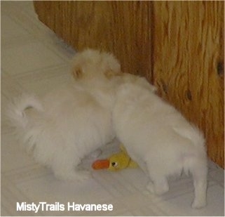 Two white with tan Havanese puppies are standing next to each other on a white tiled floor over a duck toy.