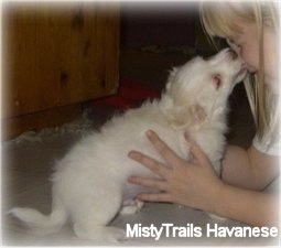 A short-haired white Havanese puppy is licking the face of a blonde haired girl
