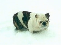 English Bulldog Puppy Dogs