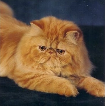 photos persian cats
