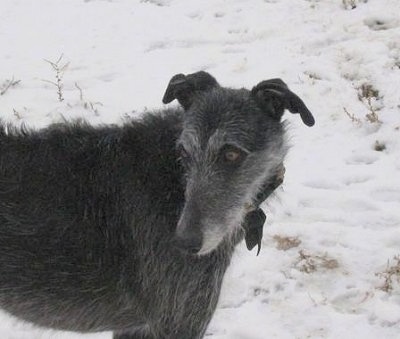 Close up front side view - The upper half of a wiry looking, black with grey Staghound dog standing across snow looking to the left. The dog has brown eyes and small soft looking ears.