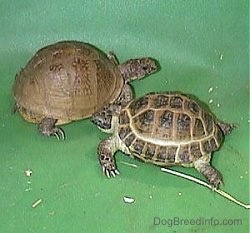 Pet Turtle Breeds