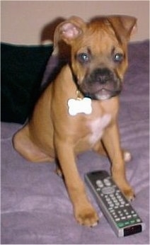 A red with white and black Valley Bulldog puppy is sitting on a bed, it is looking forward and there is a TV remote in front of it. One of its ears is folded to the front in a v-shape and the other is folded down to the side.