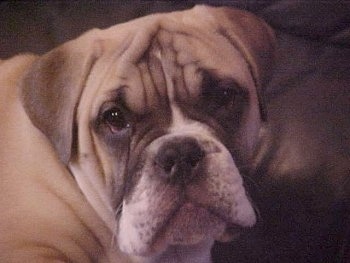 Victorian Bulldog Puppies