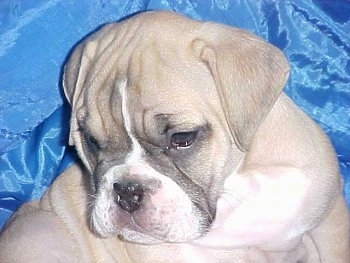 Victorian Bulldog Puppies