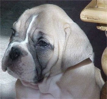 Victorian Bulldog Puppies