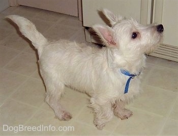 The front right side of a West Highland White Terrier puppy that is standing across a tiled surface in a kitchen looking up and to the right. It has dark eyes, a black nose and short legs.