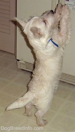 The right side of a Westie puppy that is standing on its hind legs across a tiled floor and its front paws are jumped up and touching the door of a refridgerator. The dog has a long natural tail.