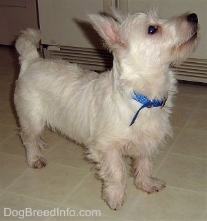 The front right side of a Westie puppy that is standing across a tiled floor. It is looking up and to the right. It has a black nose, a long snout, dark eyes, a wiry looking coat and perk ears.