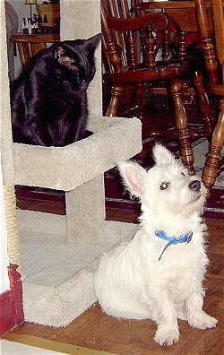 A West Highland White Terrier puppy is sitting in front of a scratching post with a black cat on top of it. The cat is looking down at the dog.