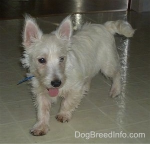 The front left side of a West Highland White Terrier puppy that is walking across a white tiled floor. It is looking to the right and its tongue is sticking out. It has small perk ears with thin hair coming off of them, a thick coated tail, dark almond shaped eyes and a black nose.